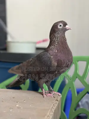 Red Sully Hen