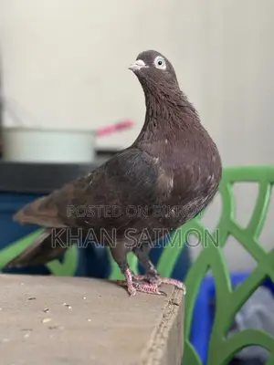 Red Sully Hen