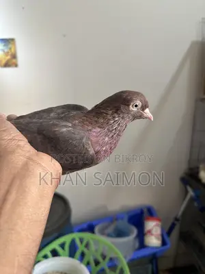 Red Sully Hen