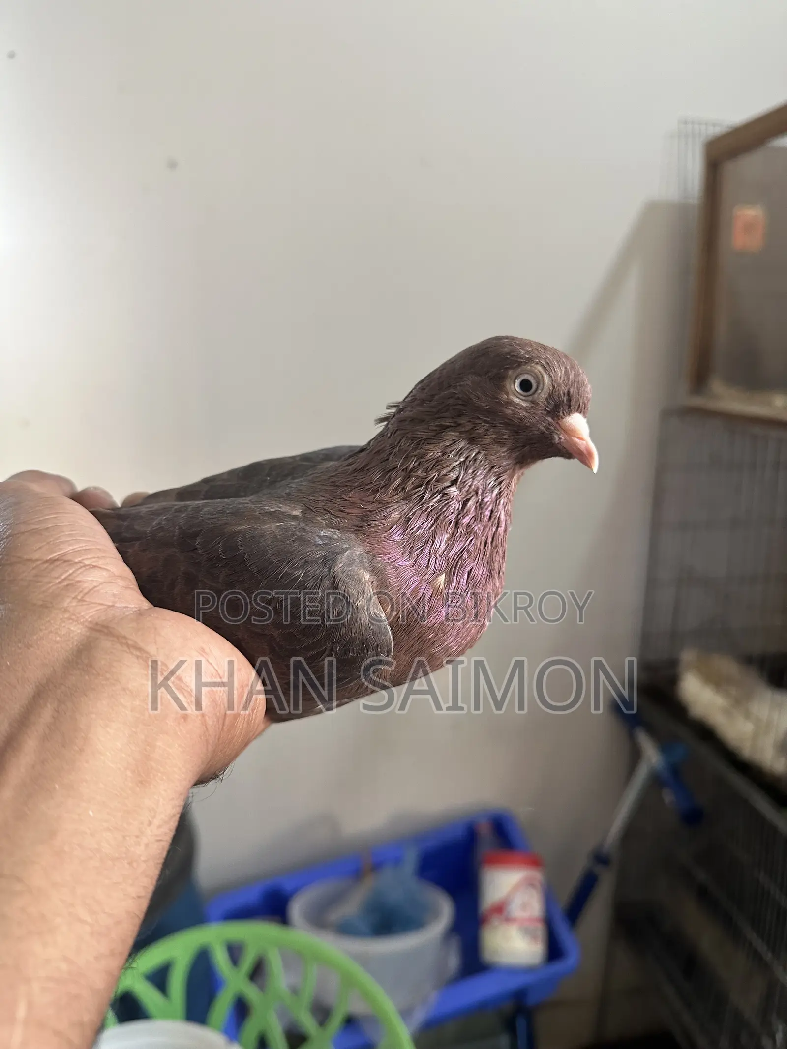 Red Sully Hen