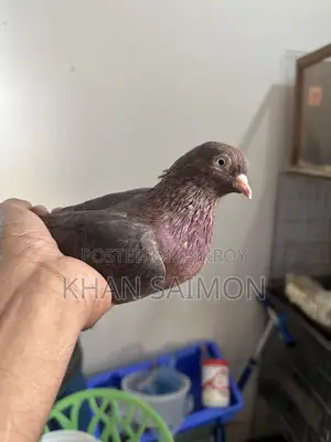 Red Sully Hen