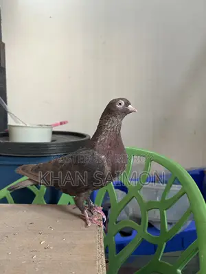 Red Sully Hen