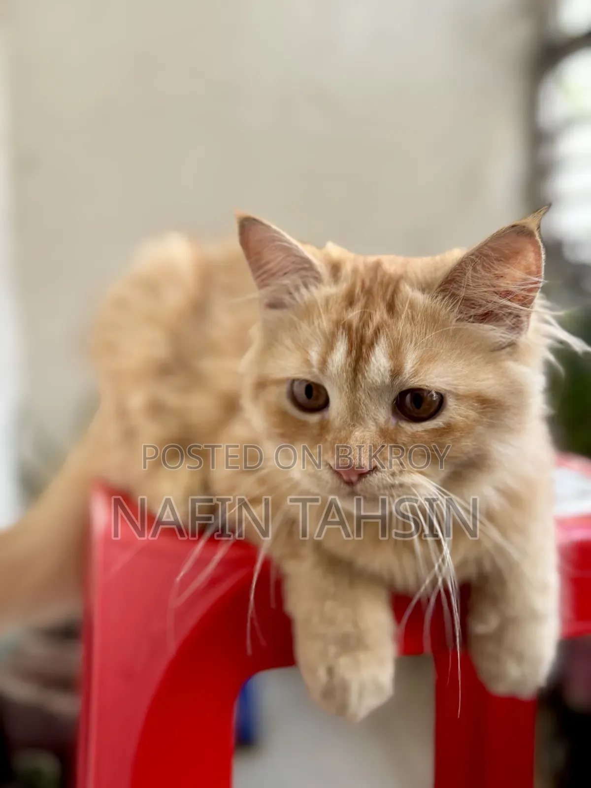 3-6 months Male Purebred Persian