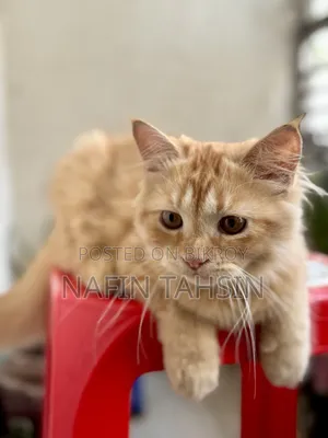 3-6 months Male Purebred Persian