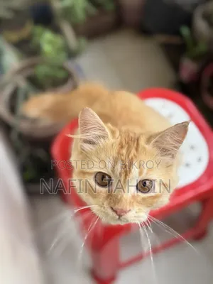 3-6 months Male Purebred Persian