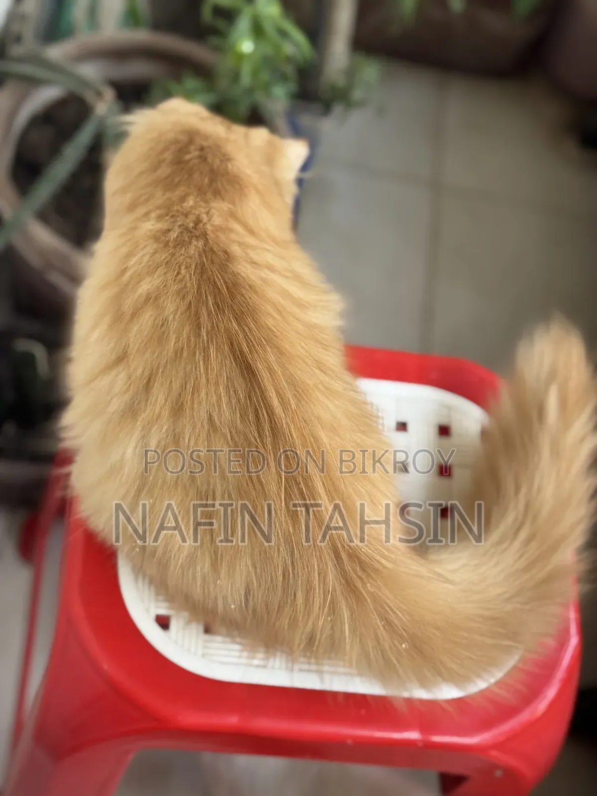 3-6 months Male Purebred Persian