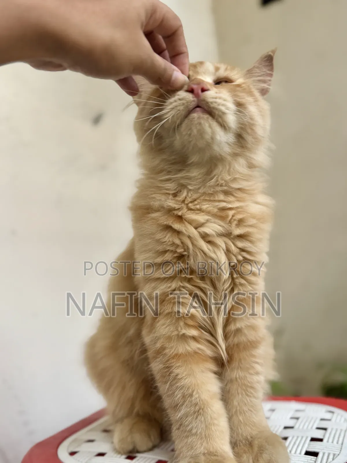 3-6 months Male Purebred Persian