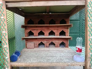 Wooden pigeon loft with 12 doors for sale.