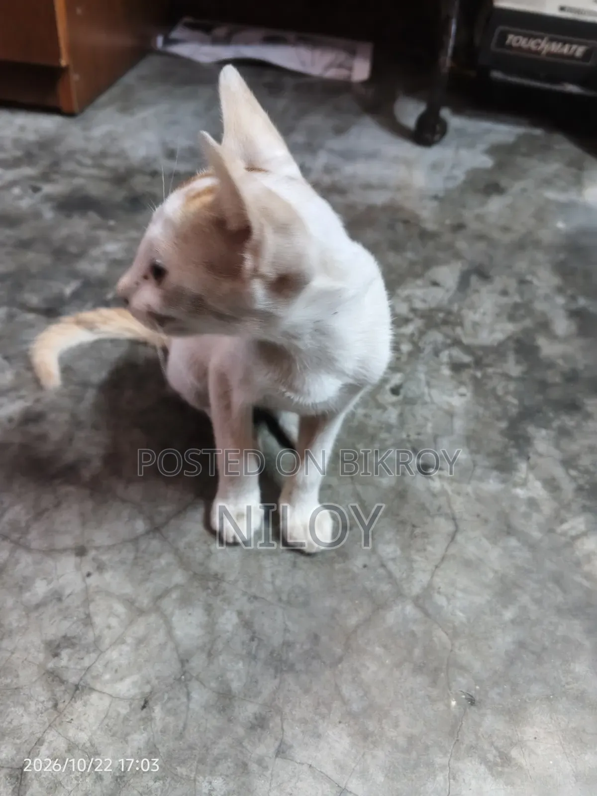 1-3 months Female Purebred Bengal