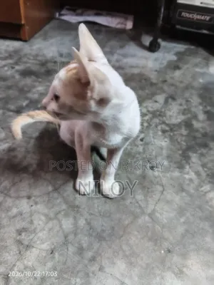 1-3 months Female Purebred Bengal