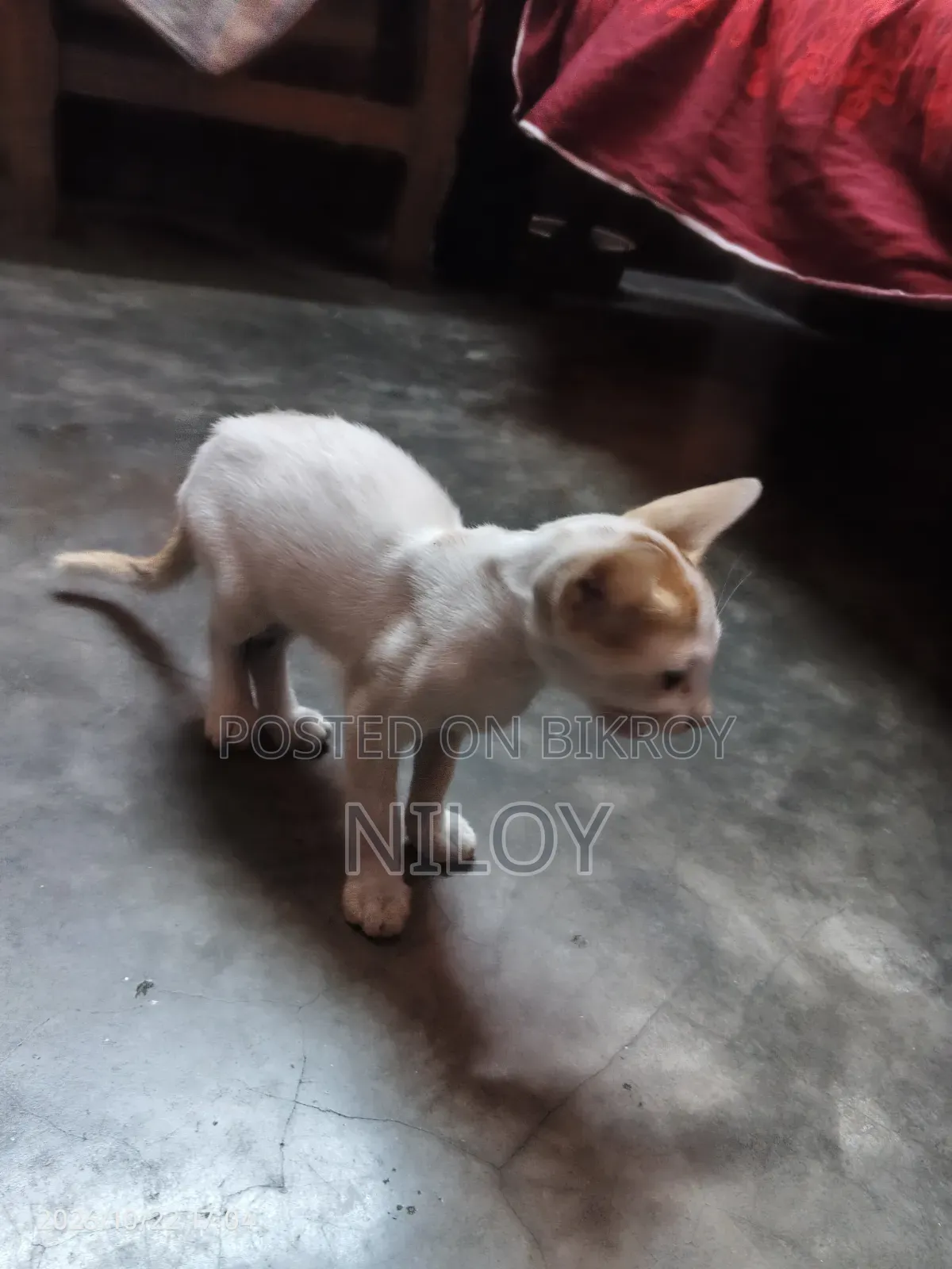 1-3 months Female Purebred Bengal