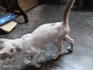 1-3 months Female Purebred Bengal