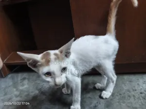 1-3 months Female Purebred Bengal