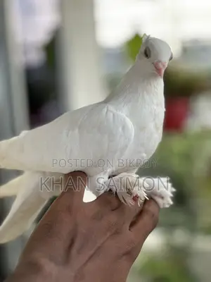 Kagji Nor Pigeon