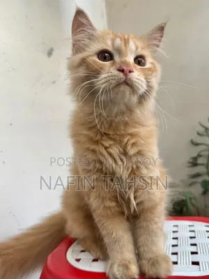 3-6 months Male Purebred Persian