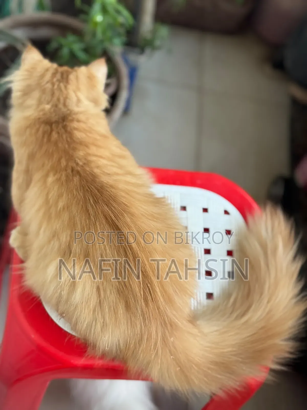 3-6 months Male Purebred Persian