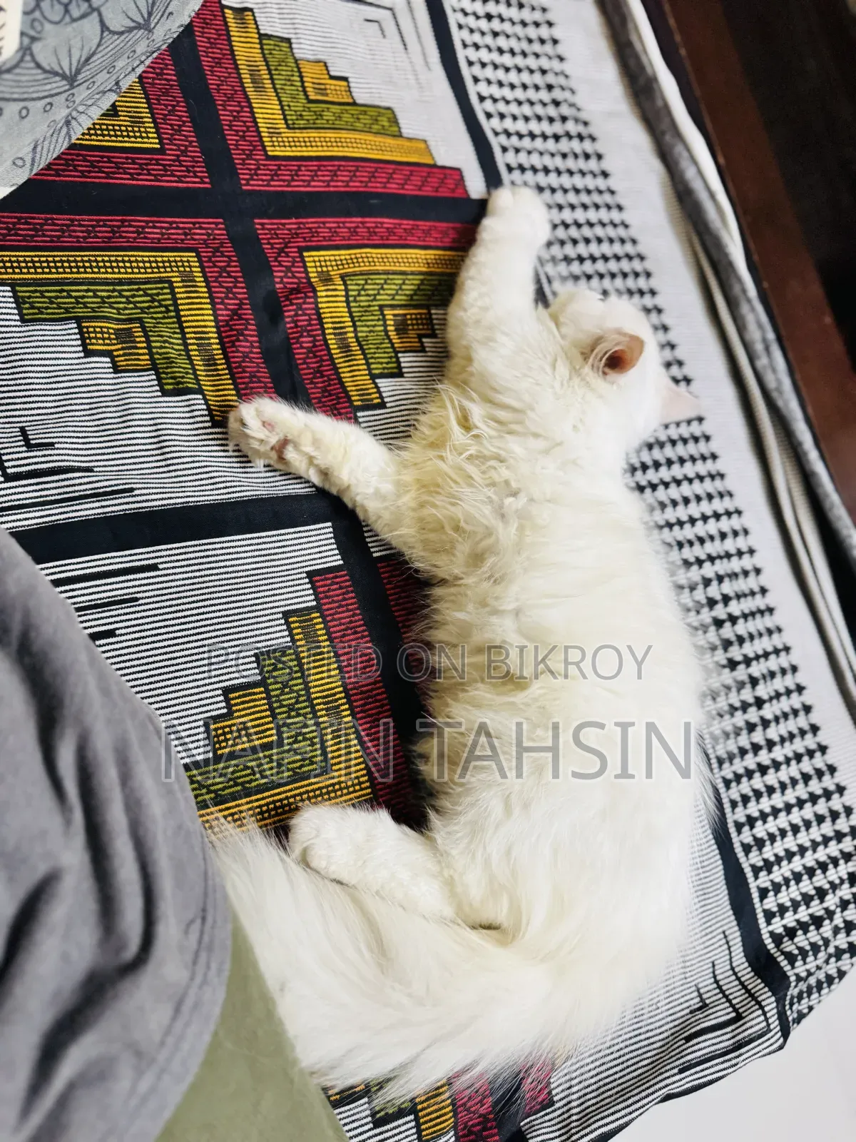 3-6 months Female Purebred Persian