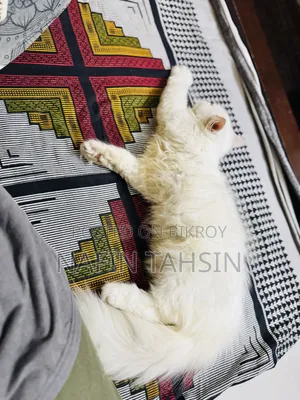 3-6 months Female Purebred Persian