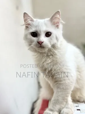 3-6 months Female Purebred Persian