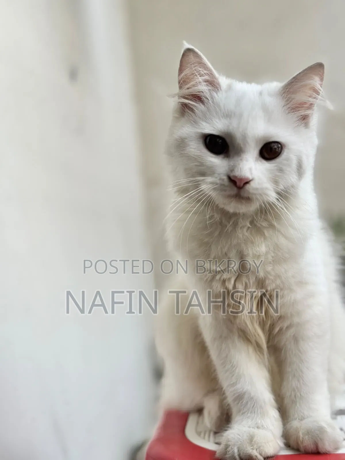 3-6 months Female Purebred Persian