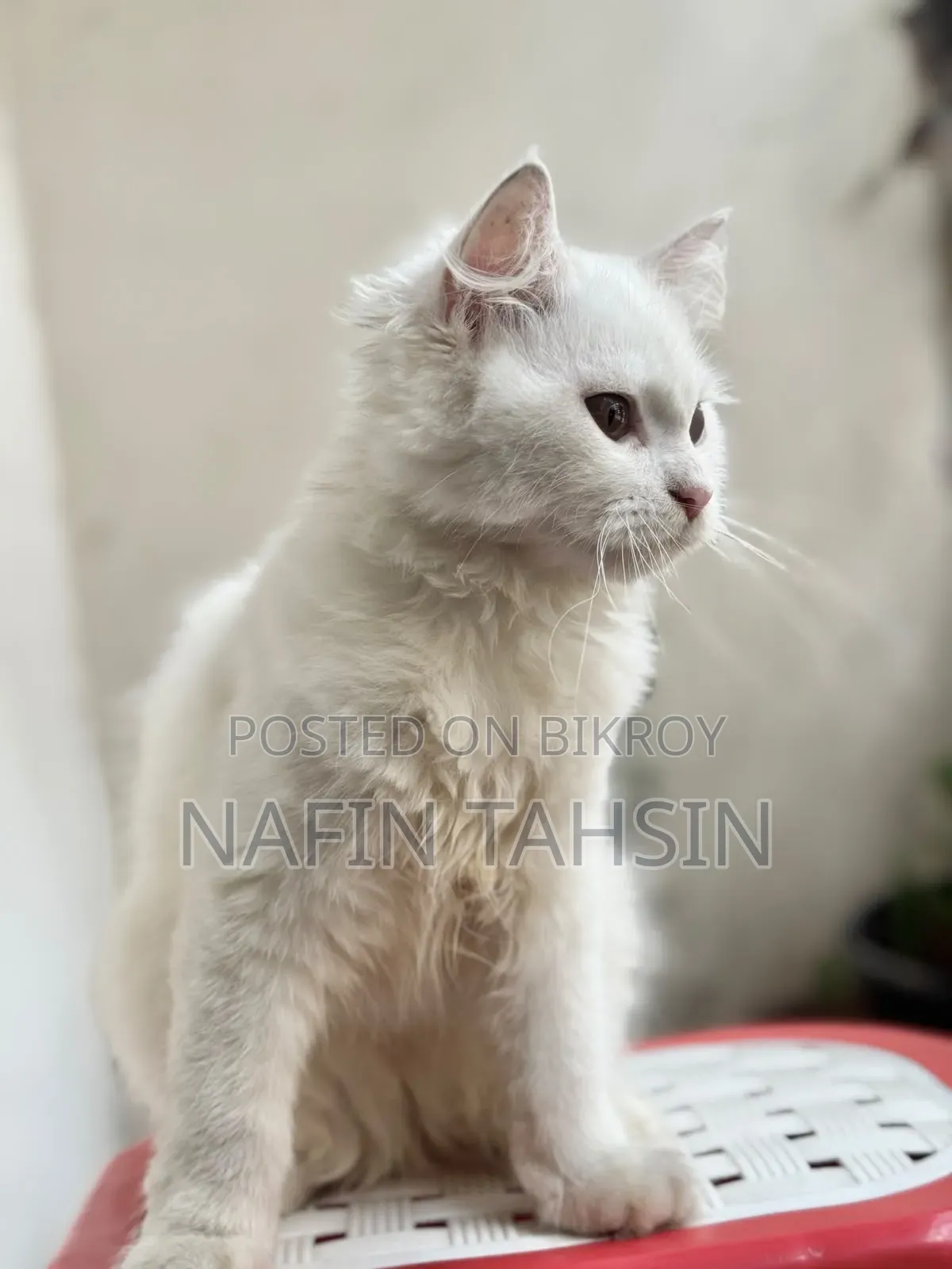 3-6 months Female Purebred Persian