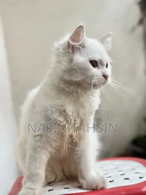 3-6 months Female Purebred Persian