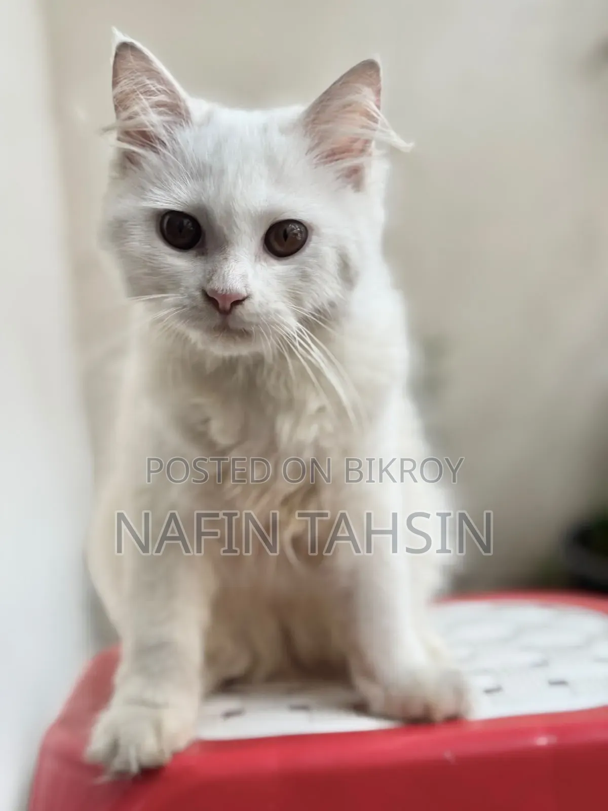 3-6 months Female Purebred Persian