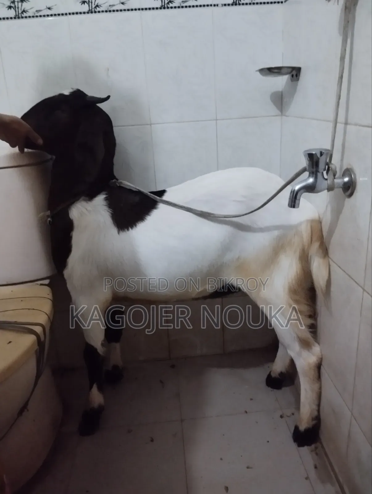 Large Castrated Goat
