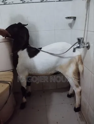 Large Castrated Goat