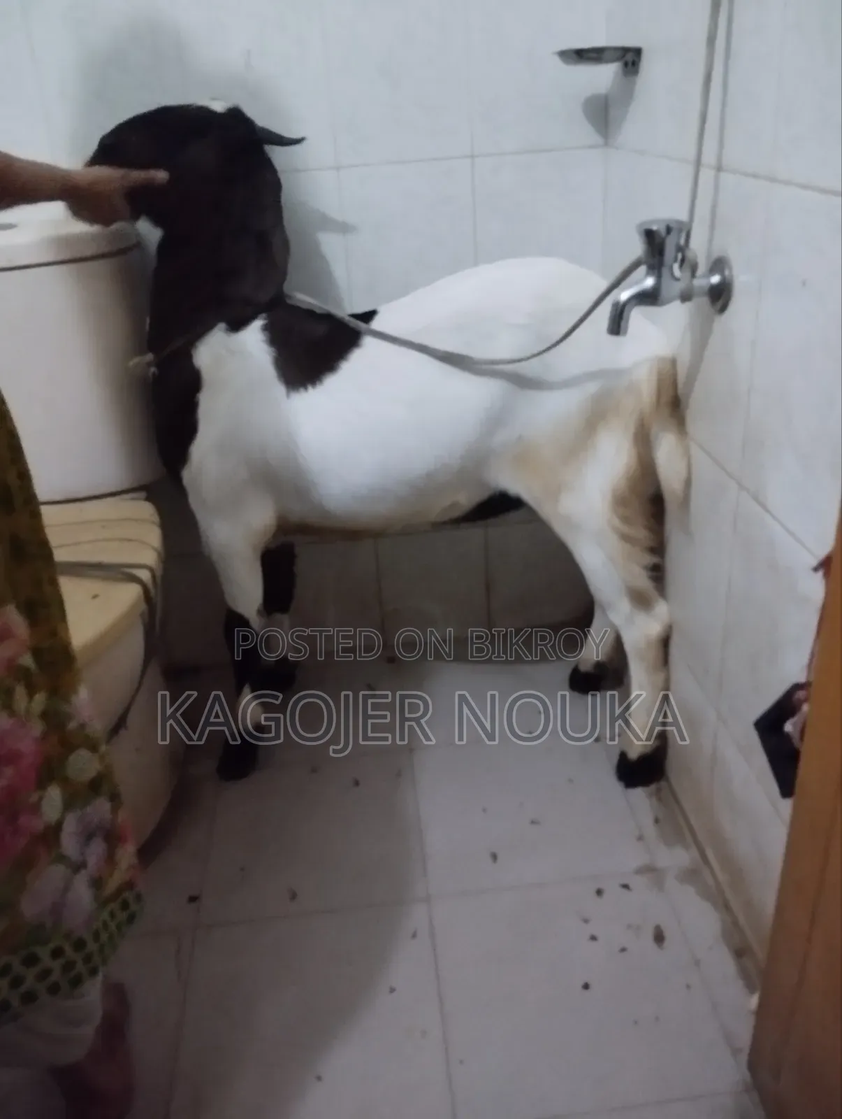 Large Castrated Goat