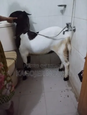 Large Castrated Goat