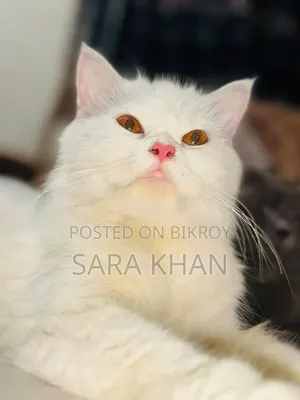 3-6 months Male Purebred Persian