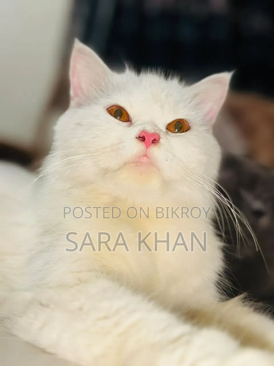 3-6 months Male Purebred Persian
