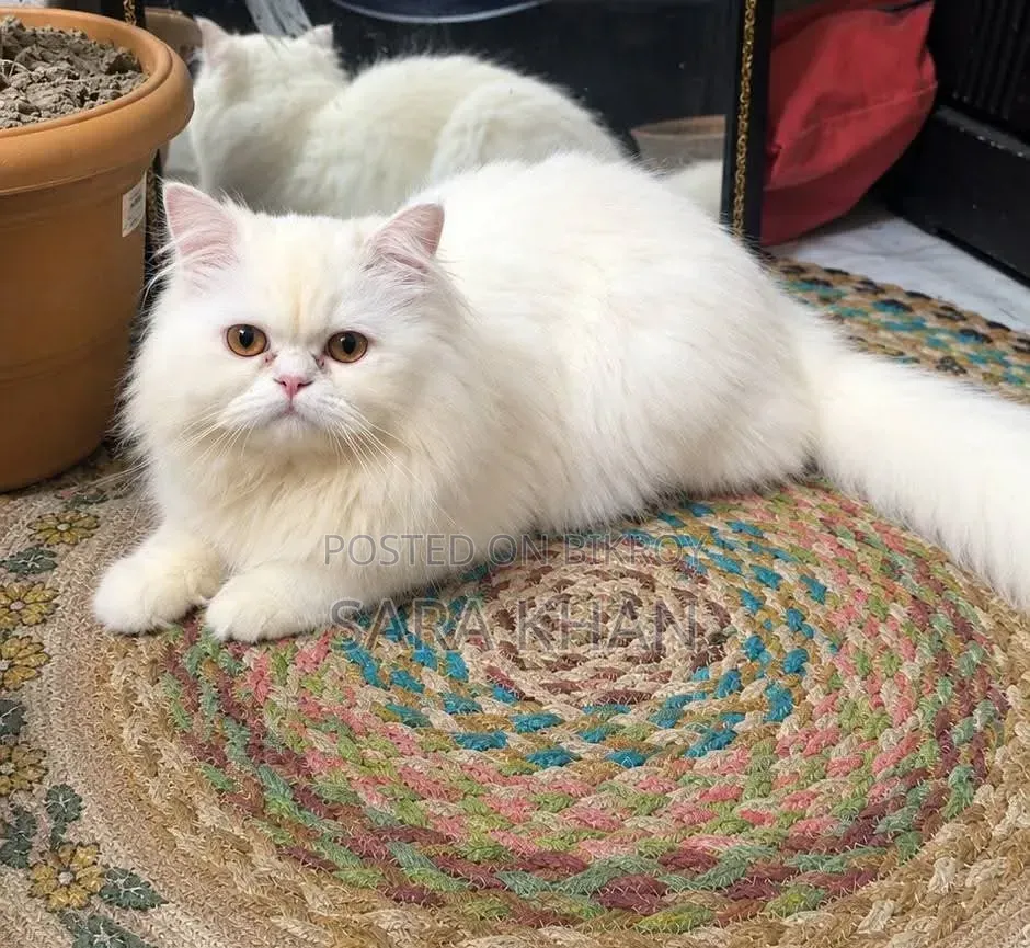 3-6 months Male Purebred Persian