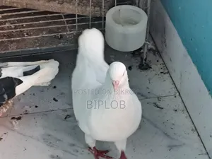 সবচেয়ে মানসম্মত কিং কবুতর (নর)