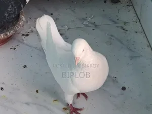 সবচেয়ে মানসম্মত কিং কবুতর (নর)