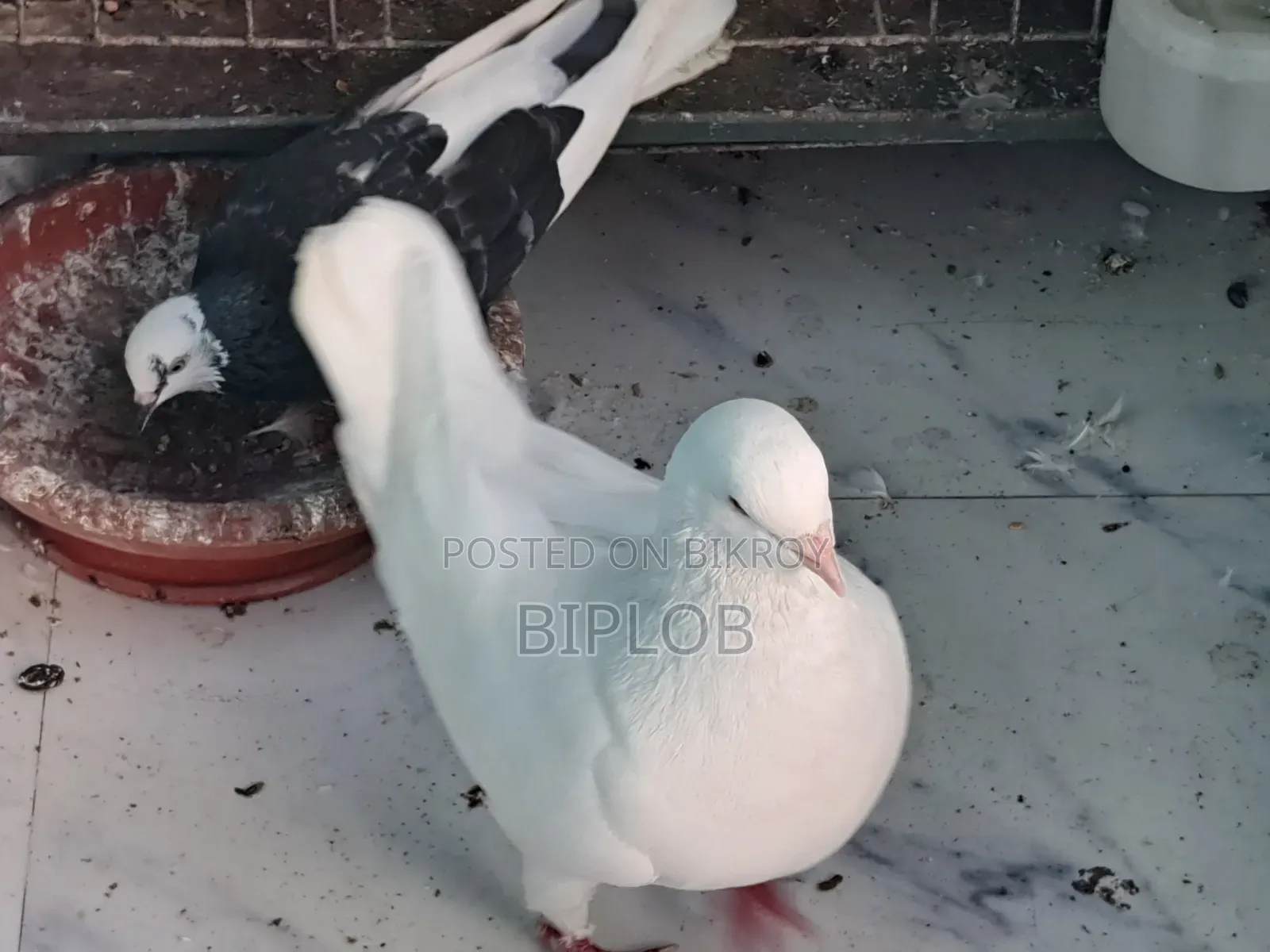 সবচেয়ে মানসম্মত কিং কবুতর (নর)