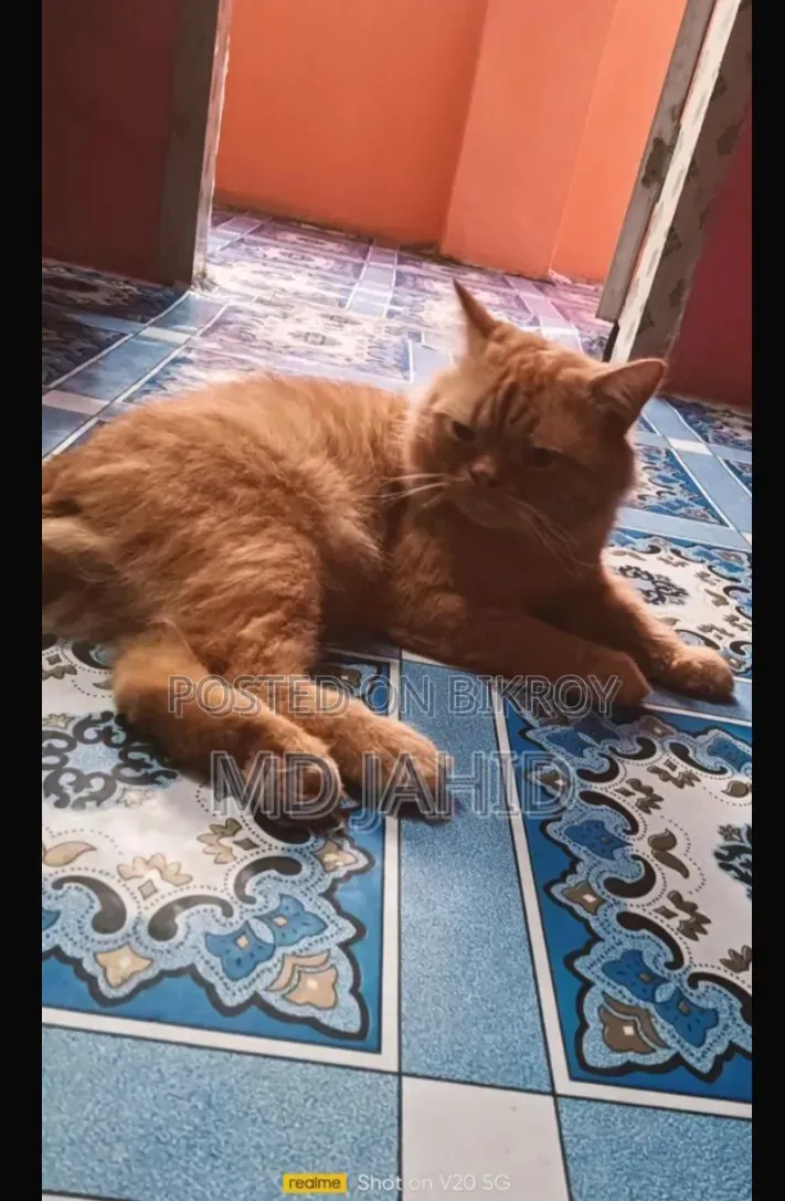 ৬-১২ মাস বয়সি পুরুষ খাঁটি পারসিয়ান