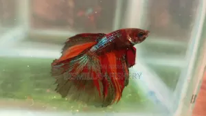 Halfmoon Betta