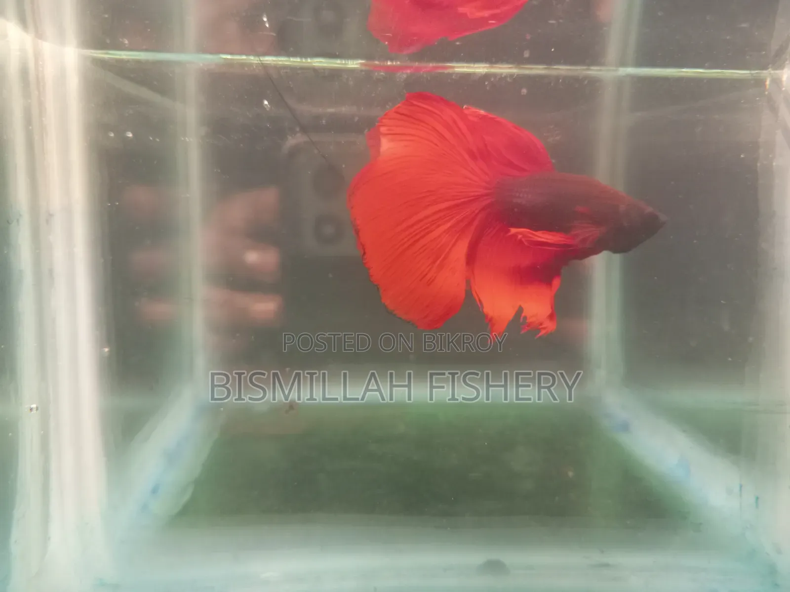 Halfmoon Betta