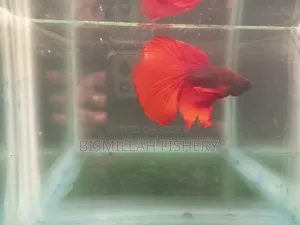 Halfmoon Betta