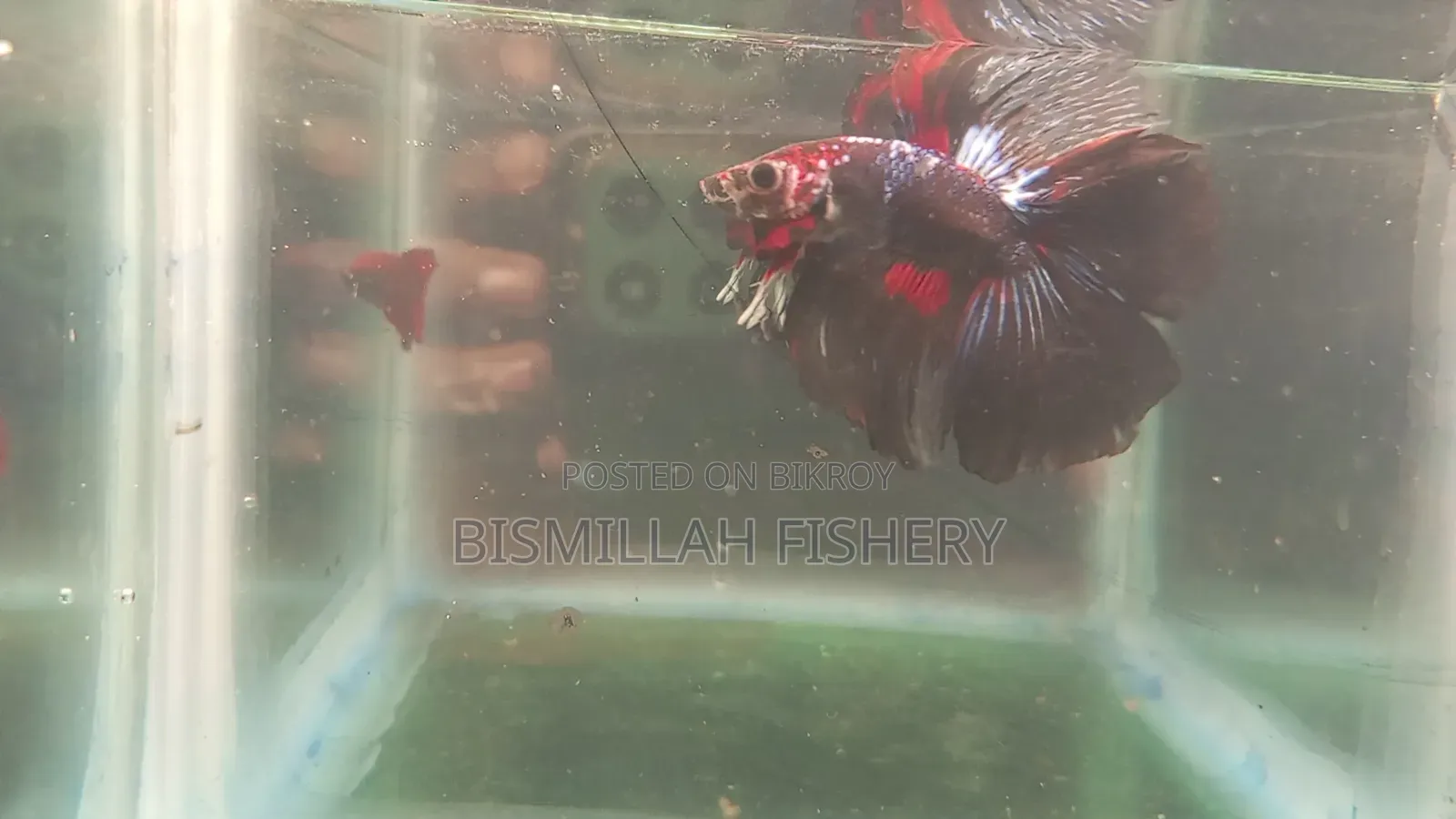 Halfmoon Betta