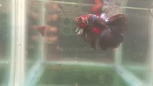 Halfmoon Betta