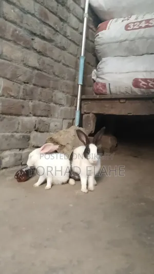 খরগোশ ১ পেয়ার