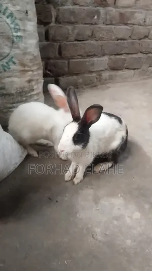খরগোশ ১ পেয়ার