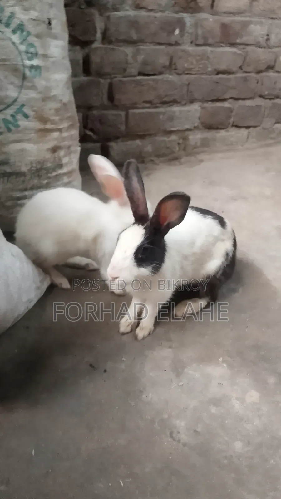খরগোশ ১ পেয়ার