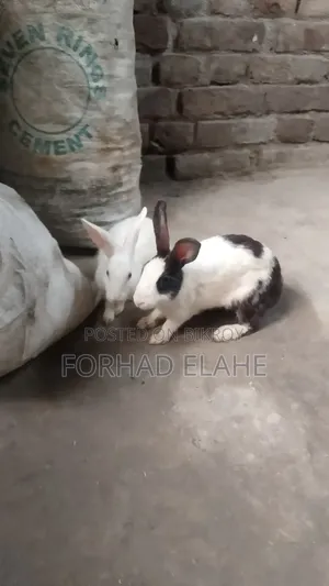 খরগোশ ১ পেয়ার