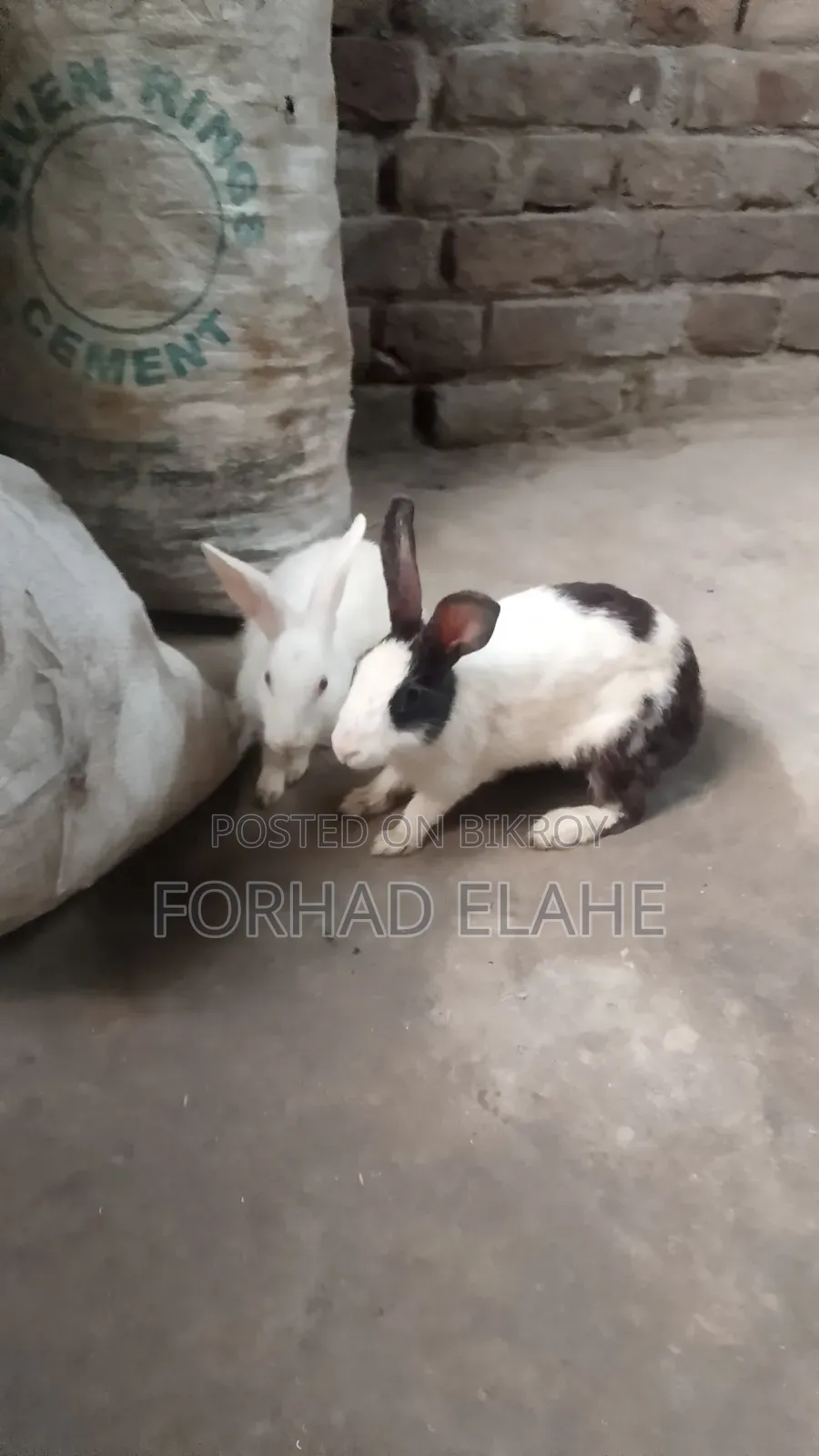 খরগোশ ১ পেয়ার