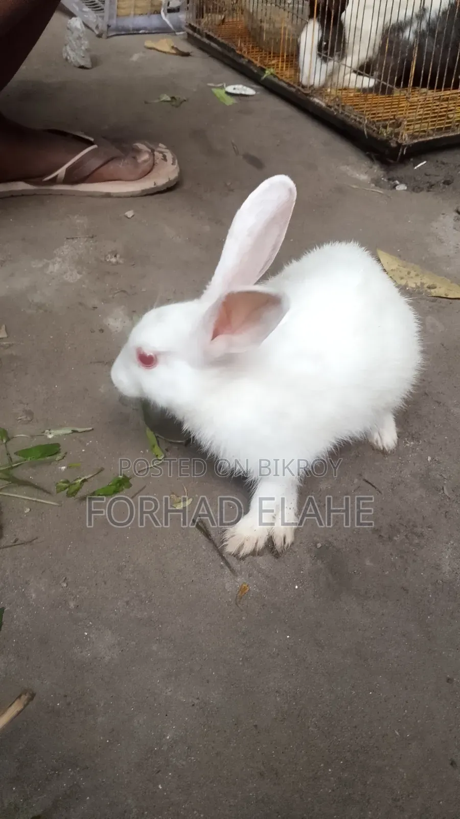 খরগোশ ১ পেয়ার
