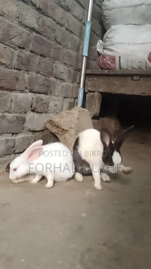খরগোশ ১ পেয়ার